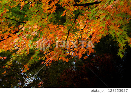 【紅葉素材】曇りの日の柔らかな光の下の雲場池の紅葉【長野県】 128553927