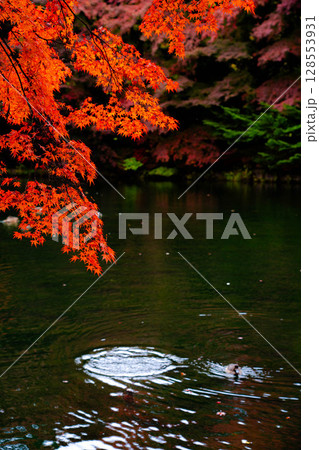 【紅葉素材】曇りの日の柔らかな光の下の雲場池の紅葉【長野県】 【紅葉素材】曇りの日の柔らかな光の下の雲場池の紅葉【長野県】 128553931
