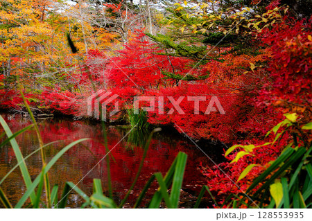 【紅葉素材】曇りの日の柔らかな光の下の雲場池の紅葉【長野県】 【紅葉素材】曇りの日の柔らかな光の下の雲場池の紅葉【長野県】 128553935