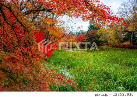 【紅葉素材】曇りの日の柔らかな光の下の雲場池の紅葉【長野県】 128553936