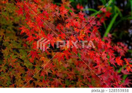 【紅葉素材】曇りの日の柔らかな光の下の雲場池の紅葉【長野県】 【紅葉素材】曇りの日の柔らかな光の下の雲場池の紅葉【長野県】 128553938