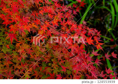 【紅葉素材】曇りの日の柔らかな光の下の雲場池の紅葉【長野県】 128553939