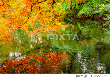【紅葉素材】曇りの日の柔らかな光の下の雲場池の紅葉【長野県】 128553956