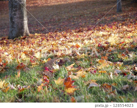 地面いっぱいに散る紅葉 128554023