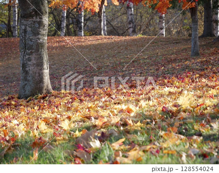 地面いっぱいに散る紅葉 128554024
