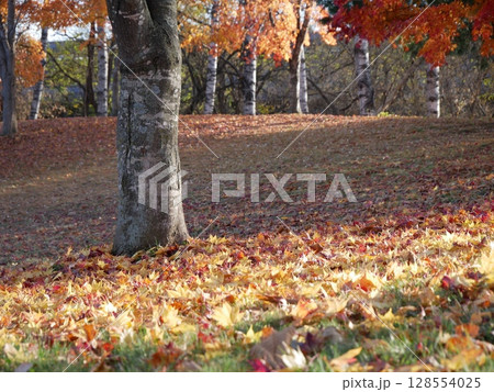 地面いっぱいに散る紅葉 地面いっぱいに散る紅葉 128554025