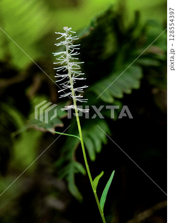 シライトソウ　シュロソウ科シライトソウ属の山野草 128554397