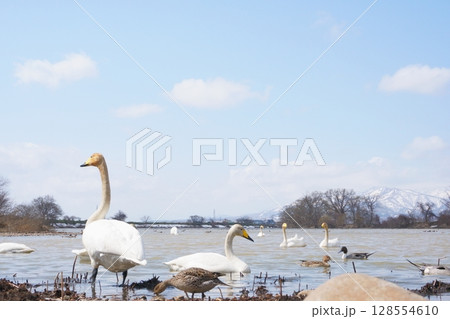 北海道の春に訪れるハクチョウとオナガガモの群れ 128554610