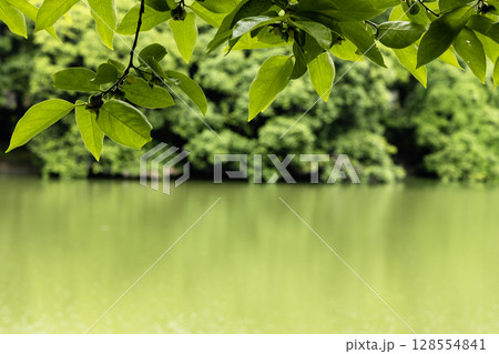 新緑の色に染まる池と若葉の風景 128554841