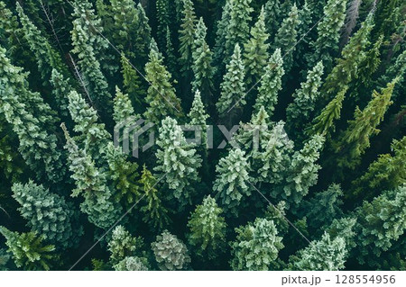 The aerial perspective captures a dense pine forest teeming with numerous trees The aerial perspective captures a dense pine forest teeming with numerous trees 128554956