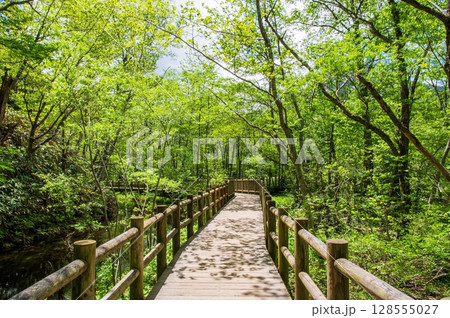 上高地の風景『遊歩道 大正池近くの桟橋』 上高地の風景『遊歩道 大正池近くの桟橋』 128555027