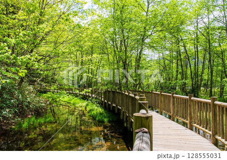 上高地の風景『遊歩道 大正池近くの桟橋』 上高地の風景『遊歩道 大正池近くの桟橋』 128555031