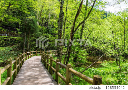 上高地の風景『遊歩道 大正池近くの桟橋』 上高地の風景『遊歩道 大正池近くの桟橋』 128555042
