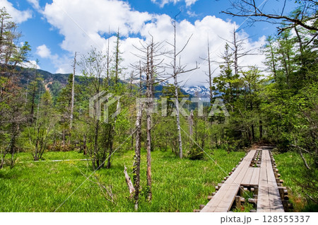 上高地の風景【新緑シーズンの遊歩道】 128555337