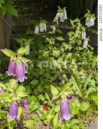 ホタルブクロ 128555885