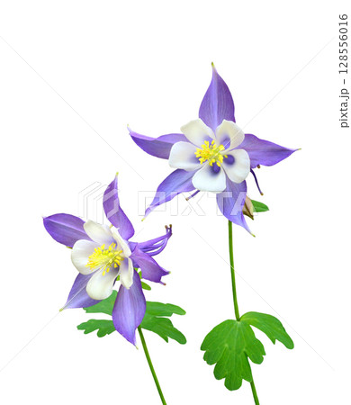 アクレギア 128556016