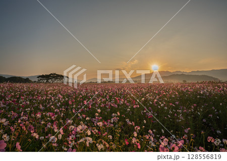 奈良県橿原市の秋本番を迎えた藤原京旧跡で撮影したコスモス 128556819