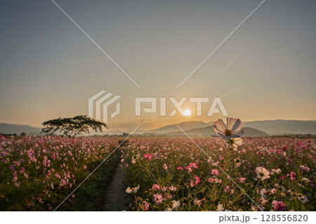 奈良県橿原市の秋本番を迎えた藤原京旧跡で撮影したコスモス 128556820