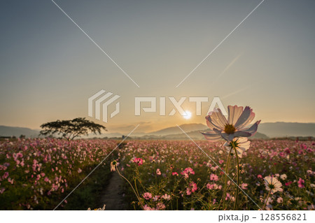 奈良県橿原市の秋本番を迎えた藤原京旧跡で撮影したコスモス 128556821
