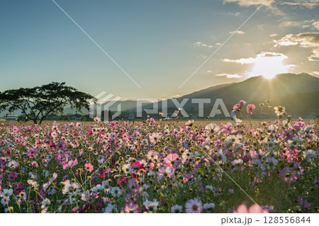 奈良県橿原市の秋本番を迎えた藤原京旧跡で撮影したコスモス 128556844