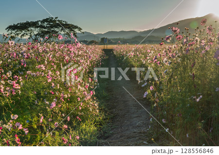 奈良県橿原市の秋本番を迎えた藤原京旧跡で撮影したコスモス 奈良県橿原市の秋本番を迎えた藤原京旧跡で撮影したコスモス 128556846