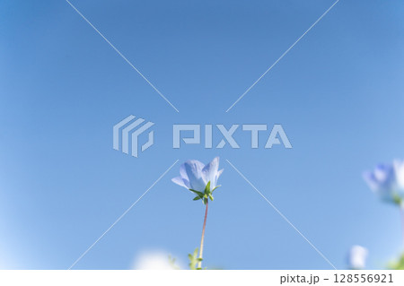 青空に咲く一輪の春の花② 128556921
