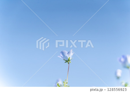 青空に咲く一輪の春の花④ 128556923