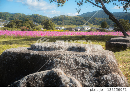 の秋本番を迎えた恭仁京旧跡で撮影したコスモス の秋本番を迎えた恭仁京旧跡で撮影したコスモス 128556971