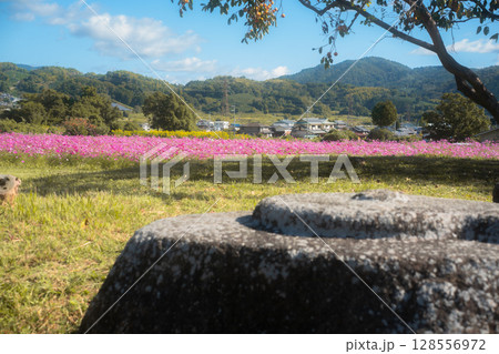 の秋本番を迎えた恭仁京旧跡で撮影したコスモス 128556972
