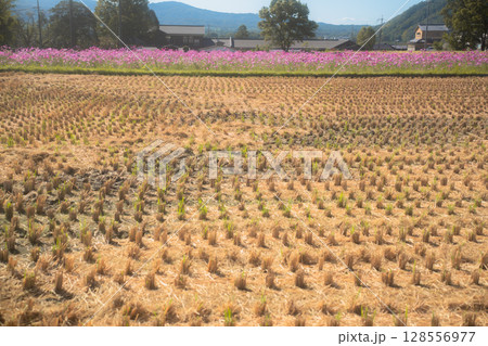 の秋本番を迎えた恭仁京旧跡で撮影したコスモス 128556977