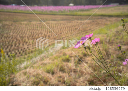 の秋本番を迎えた恭仁京旧跡で撮影したコスモス 128556979