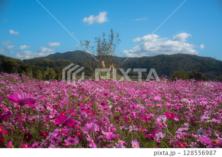 の秋本番を迎えた恭仁京旧跡で撮影したコスモス 128556987