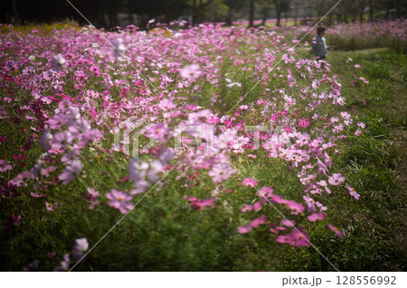 の秋本番を迎えた恭仁京旧跡で撮影したコスモス の秋本番を迎えた恭仁京旧跡で撮影したコスモス 128556992