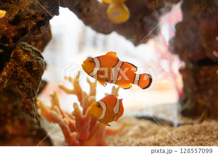 水中を泳ぐカクレクマノミのペア④ 水中を泳ぐカクレクマノミのペア④ 128557099