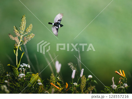 高原を飛翔するノビタキ 128557216