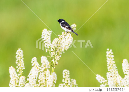 コバイケイソウに止まるノビタキ 128557434