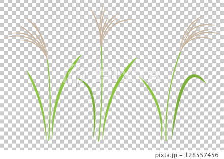 Simple illustration of silver grass and rice ears Moon viewing material PNG transparent white background 128557456