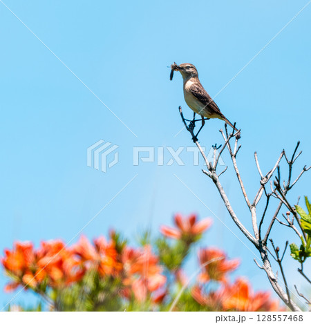 子育て中のノビタキ 128557468