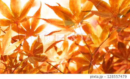 鮮やかな紅葉 16×9 鮮やかな紅葉 16×9 128557479