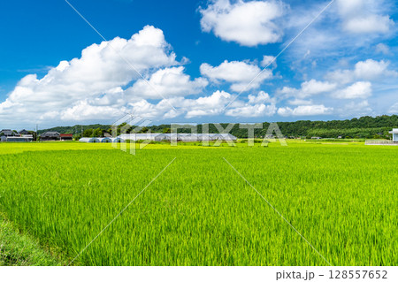 《千葉県》田舎の長閑な夏の原風景 128557652