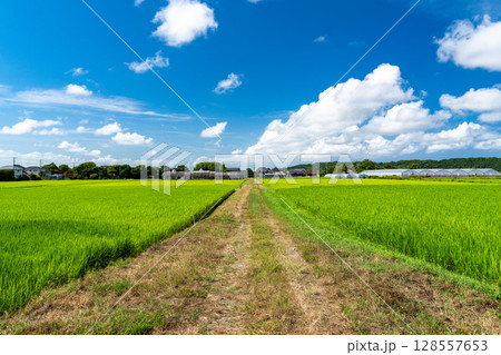 《千葉県》田舎の長閑な夏の原風景 《千葉県》田舎の長閑な夏の原風景 128557653