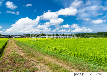 《千葉県》田舎の長閑な夏の原風景 128557656