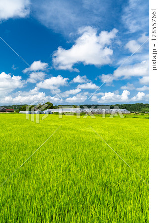 《千葉県》田舎の長閑な夏の原風景 128557661