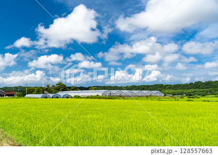 《千葉県》田舎の長閑な夏の原風景 《千葉県》田舎の長閑な夏の原風景 128557663