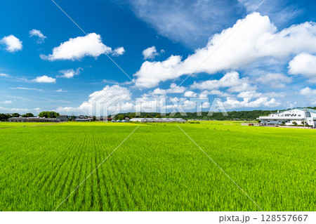《千葉県》田舎の長閑な夏の原風景 128557667