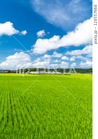 《千葉県》田舎の長閑な夏の原風景 128557668