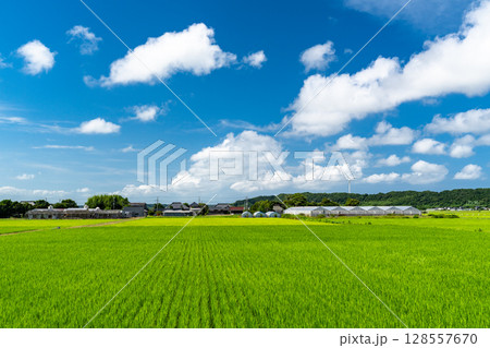 《千葉県》田舎の長閑な夏の原風景 《千葉県》田舎の長閑な夏の原風景 128557670