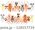 集団で散歩する犬 128557739