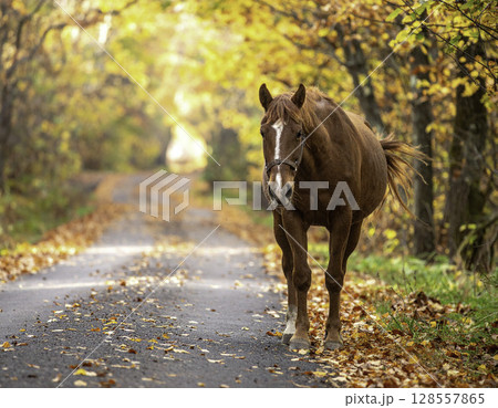 秋の紅葉に包まれた林道を歩く栗毛の馬と静かな森の風景 128557865