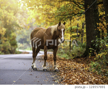 秋の紅葉に包まれた林道を歩く栗毛の馬と温かな自然風景 秋の紅葉に包まれた林道を歩く栗毛の馬と温かな自然風景 128557891
